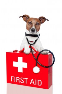 pet-first-aid Pet first aid